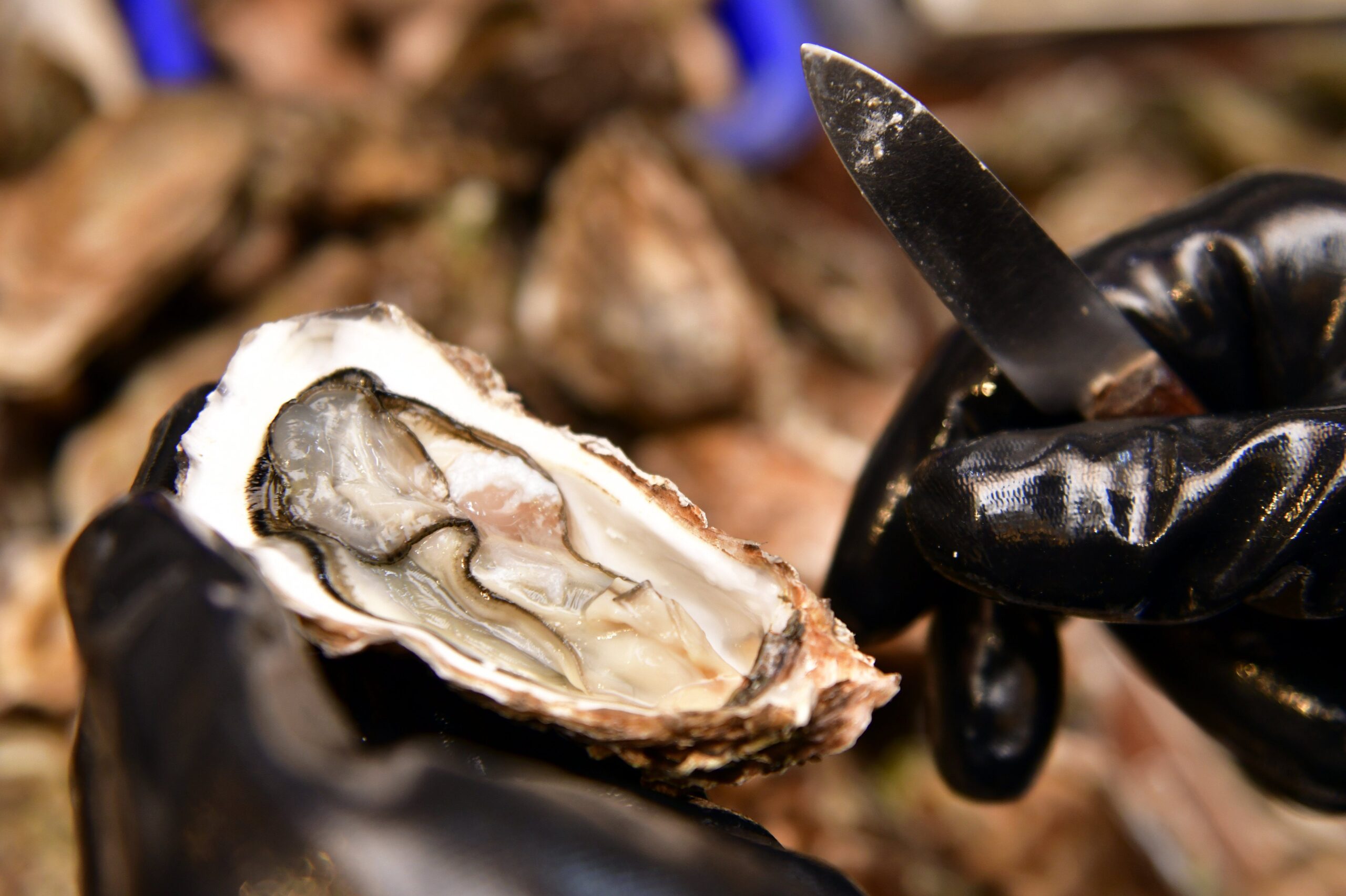 Les émissions de gaz à effet de serre des huîtres : un problème écologique critique